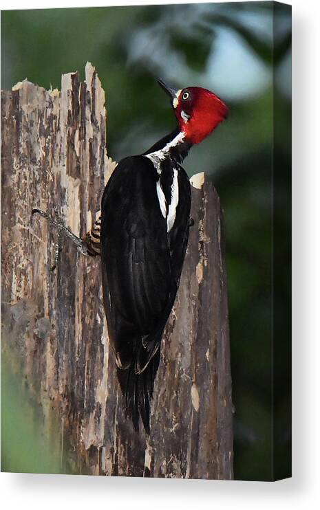 Bird Canvas Print featuring the photograph Crimson-crested Woodpecker by Alan Lenk