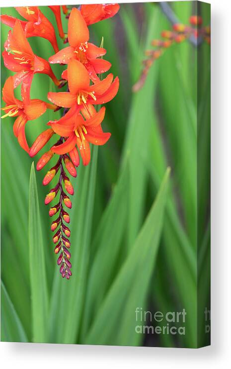 Crocosmia Zeal Unnamed Canvas Print featuring the photograph Crocosmia Zeal Unnamed Flower by Tim Gainey