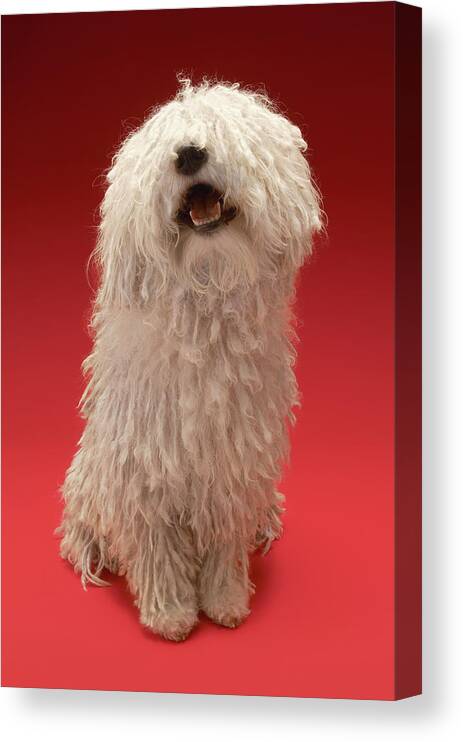 One Animal Canvas Print featuring the photograph Cute Komondor Dog by Moodboard