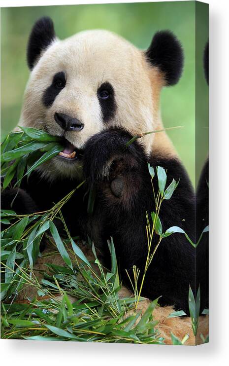Chinese Culture Canvas Print featuring the photograph Cute Panda by Tianyuanonly