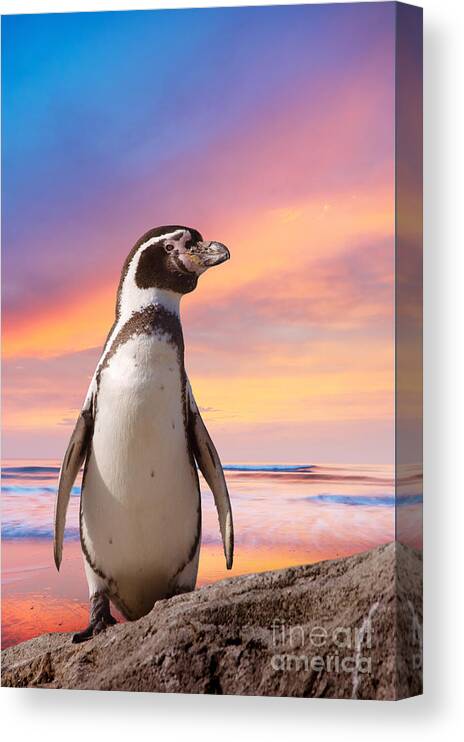 Pink Canvas Print featuring the photograph Cute Penguin With Sunset Background by Eric Gevaert