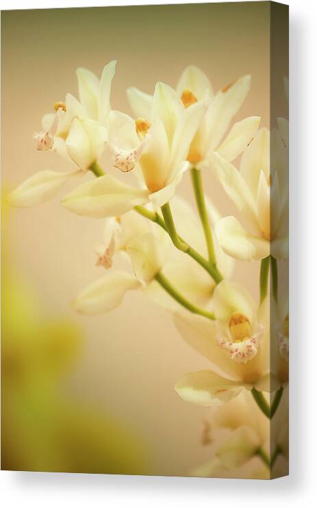 Rockville Canvas Print featuring the photograph Cymbidium Orchid In Bloom by Maria Mosolova