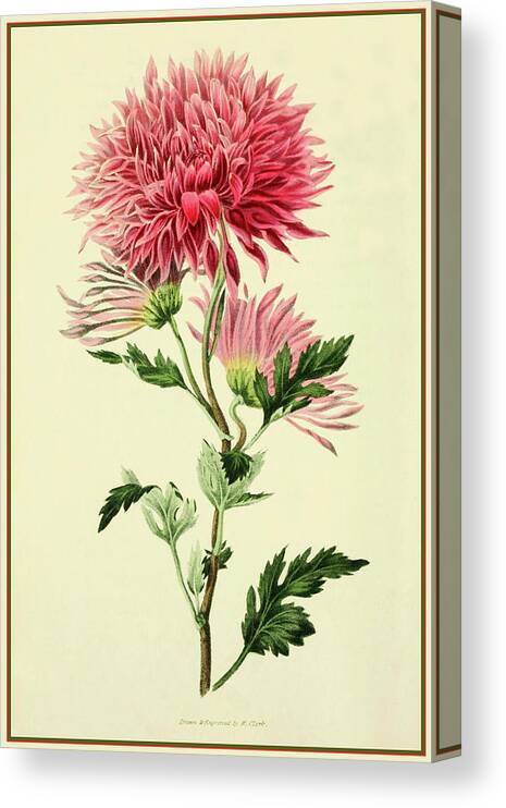 Dahlia Canvas Print featuring the mixed media Dahlia by Vintage Lavoie
