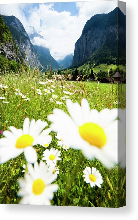 Grass Canvas Print featuring the photograph Daisies On A Meadow In Lauterbrunnen by Jorg Greuel