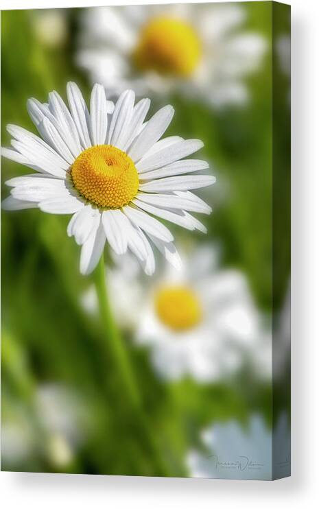 Flower Canvas Print featuring the photograph Daisy Dreams by TL Wilson Photography by Teresa Wilson