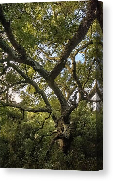 Trees Canvas Print featuring the photograph Daley Ranch - Bobcat Trail Giant Oak by Alexander Kunz