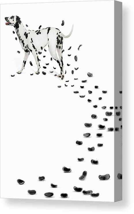 White Background Canvas Print featuring the photograph Dalmation Losing Spots by Gandee Vasan