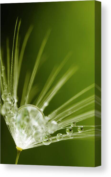 Single Object Canvas Print featuring the photograph Dandelion And Dew by Thomasvogel