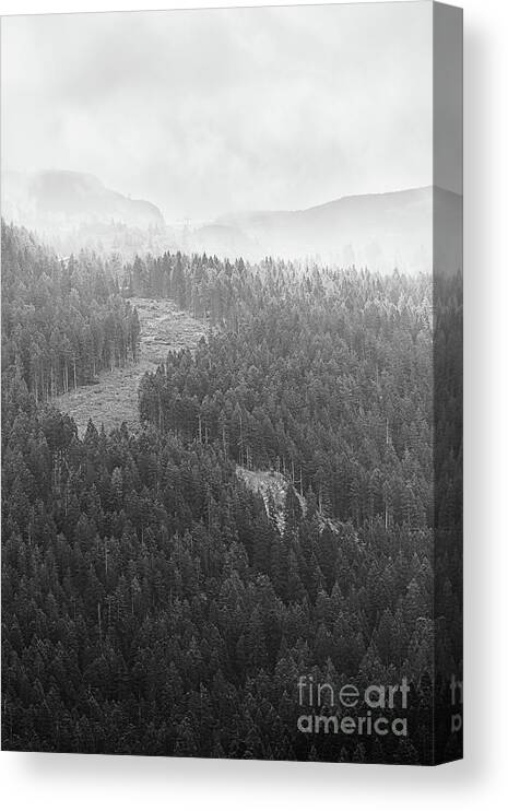 Tree Canvas Print featuring the photograph Dawn in the mountains by The P
