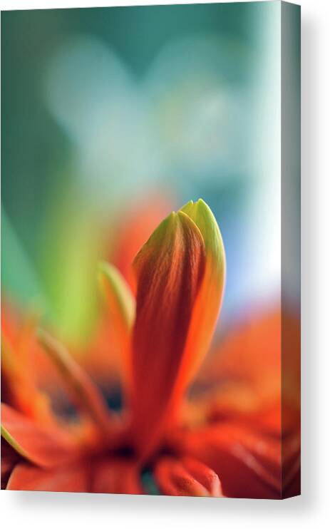 Orange Canvas Print featuring the photograph Decision by Michelle Wermuth