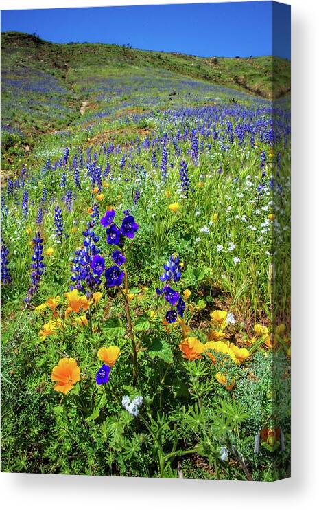 Superbloom Canvas Print featuring the photograph Deer Creek Wildflowers in Malibu - Superbloom 2019 by Lynn Bauer