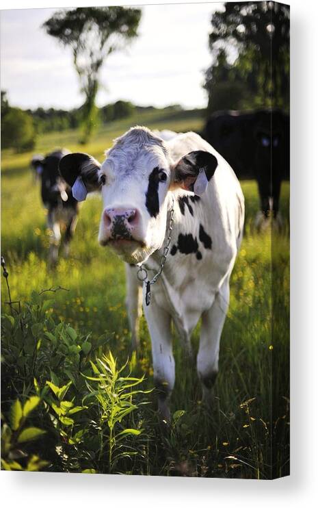 Grass Canvas Print featuring the photograph Delaware County Cow by Cm Photo Christopher Mooney