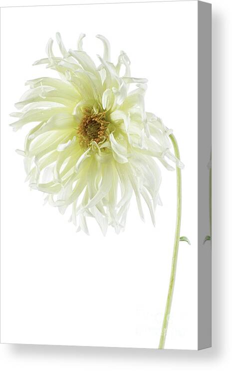 Delicate Dahlia Canvas Print featuring the photograph Delicate Dahlia by Ann Garrett