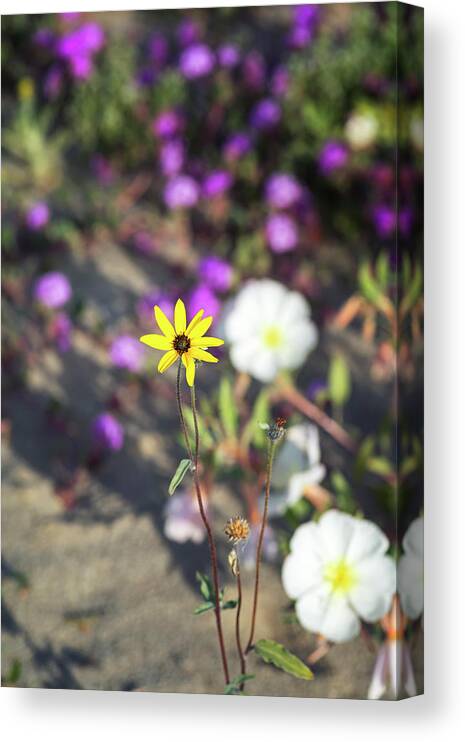 Delightful Desert Flower Canvas Print featuring the photograph Delightful Desert Flower by Joseph S Giacalone