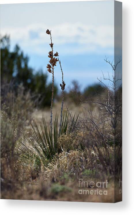 New Mexico Desert Canvas Print featuring the photograph Desert Flower by Robert WK Clark