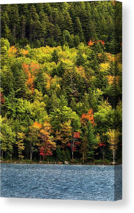 Acadia Canvas Print featuring the photograph Developing Colors by Ray Silva