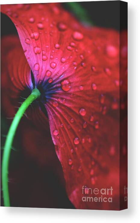 Petal Canvas Print featuring the photograph Dew On Close-up Of Red Flower by Eszter Lisztes