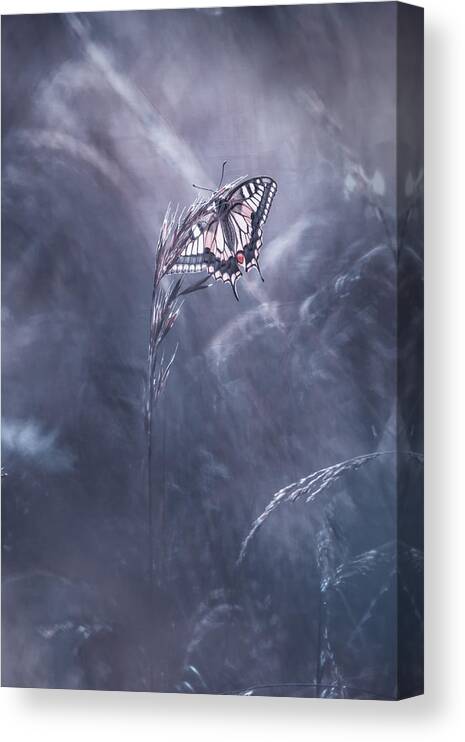 Butterfly Canvas Print featuring the photograph Divine Idylle by Fabien Bravin