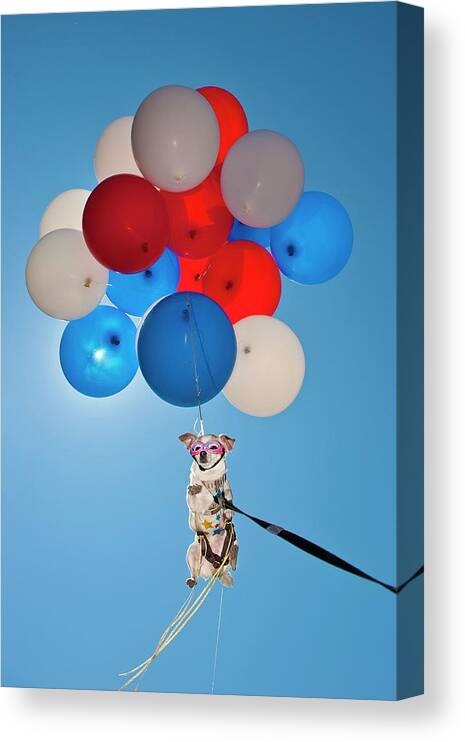 Estock Canvas Print featuring the digital art Dog Floating With Balloons by Heeb Photos