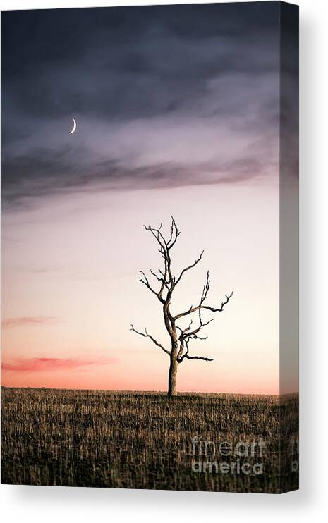Kremsdorf Canvas Print featuring the photograph Dreams Of The Dead Tree by Evelina Kremsdorf