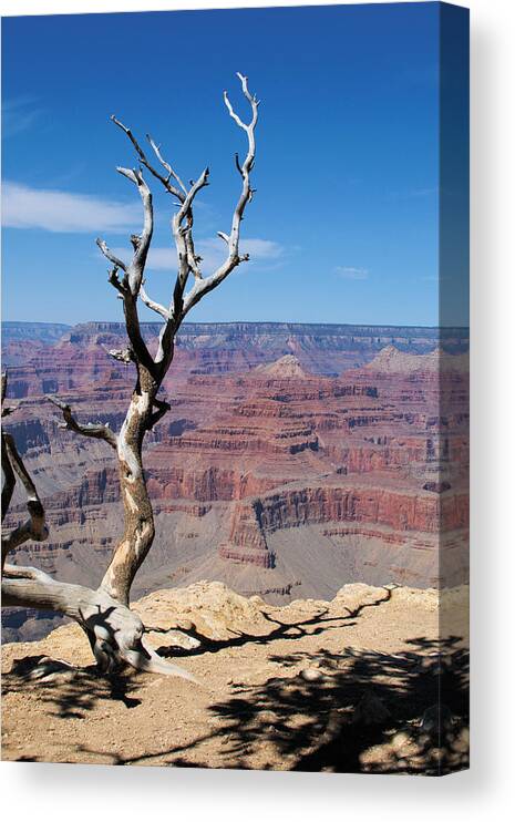 Shadow Canvas Print featuring the photograph Dried Tree Trunk by Behindthelens