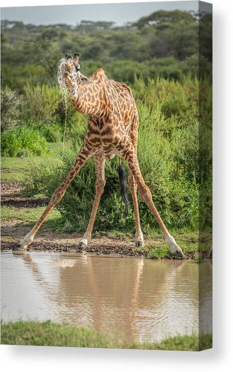 Giraffe Canvas Print featuring the photograph Drinking With Anxiety by Jeffrey C. Sink