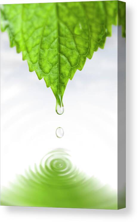 Leaf Canvas Print featuring the photograph Drop by Ugurhan