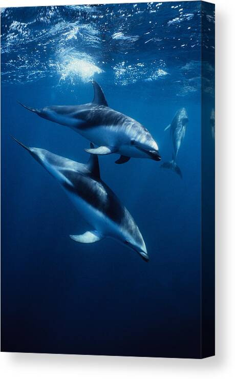 Underwater Canvas Print featuring the photograph Dusky Dolphin, Lagenorhynchus Obscurus by Gerard Soury