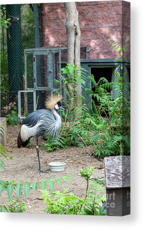 Crane Canvas Print featuring the photograph East African Crowned Crane by Jim West/science Photo Library