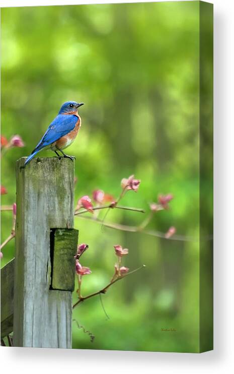 Bluebird Canvas Print featuring the photograph Eastern Bluebird by Christina Rollo
