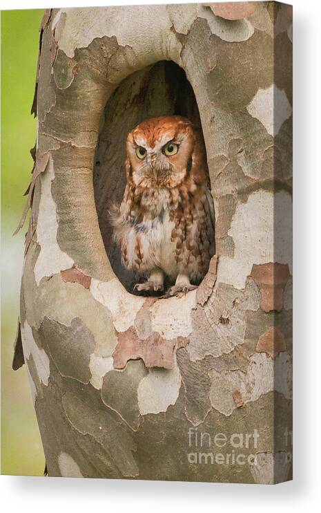 Eastern Screech Owl Canvas Print featuring the photograph Eastern Screech Owl in Sycamore BI10140 by Mark Graf