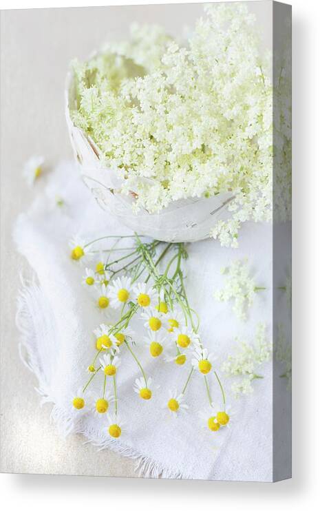Ip_12369309 Canvas Print featuring the photograph Elderflowers In A Papier-mch Bowl With Fresh Chamomile Blossoms by Sabine Lscher