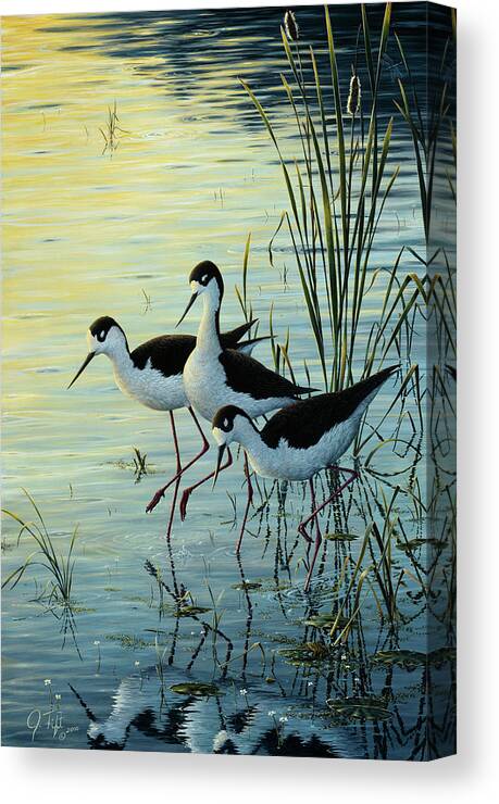 3 Birds Standing On A Marsh Canvas Print featuring the painting Elegant Trio - Blacknecked Stilts by Jeff Tift