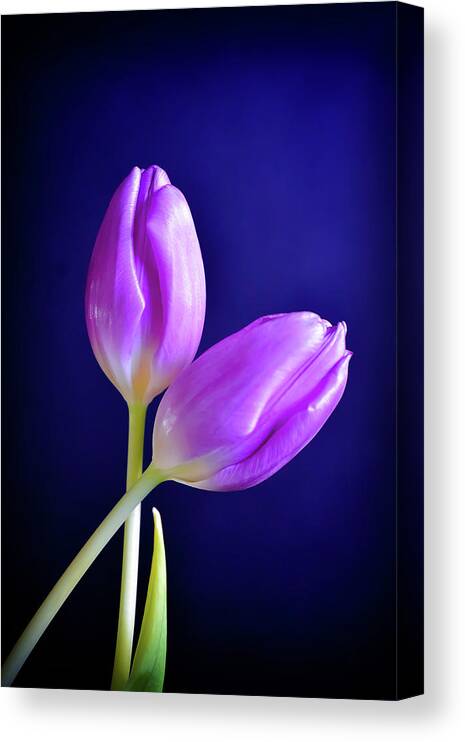 Purple Canvas Print featuring the photograph Embrace by Michelle Wermuth