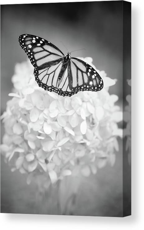 Butterfly Canvas Print featuring the photograph Essence by Michelle Wermuth