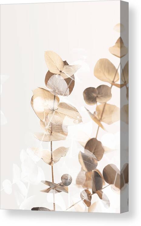 Eucalyptus Canvas Print featuring the photograph Eucalyptus Creative Gold 01 by 1x Studio Iii