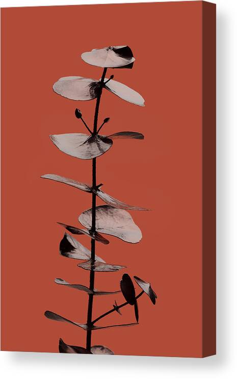 Eucalyptus Canvas Print featuring the photograph Eucalyptus Rust 02 by 1x Studio Iii