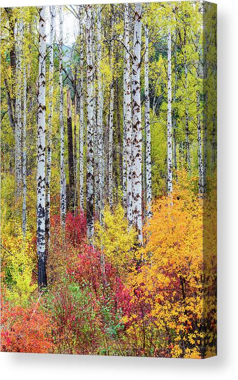 Outdoor; Fall; Colors; Birch; Tree; Autumn; Cascade; Washington Beauty; Pacific North West; Washington; Washington State Canvas Print featuring the digital art Fall Birchwood by Michael Lee