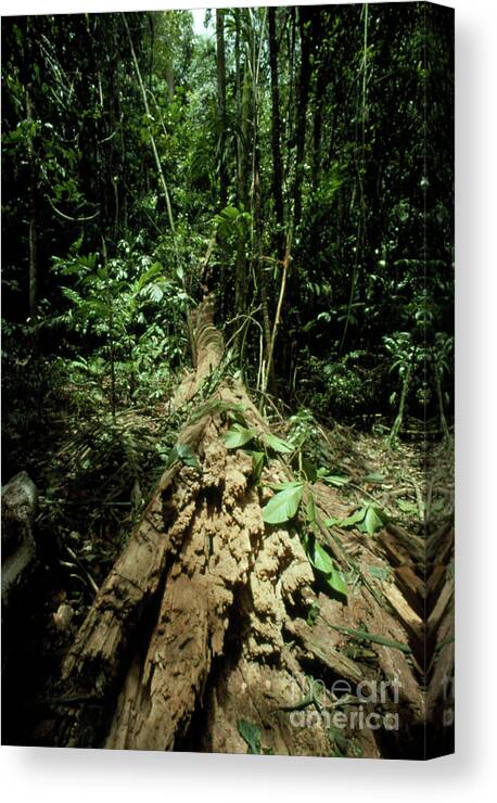 Rainforest Canvas Print featuring the photograph Fallen Tree In Venezuelan Rainforest. by George Bernard/science Photo Library