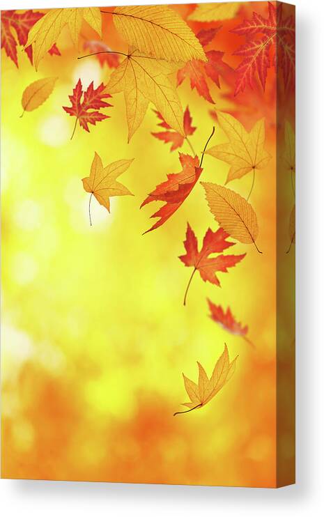 Curve Canvas Print featuring the photograph Falling Autumn Leaves by Borchee