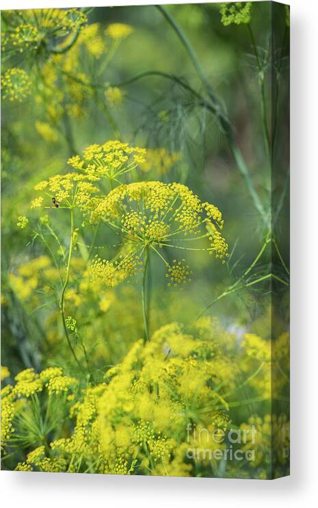 Ridolfia Segetum Canvas Print featuring the photograph False Fennel in Flower by Tim Gainey