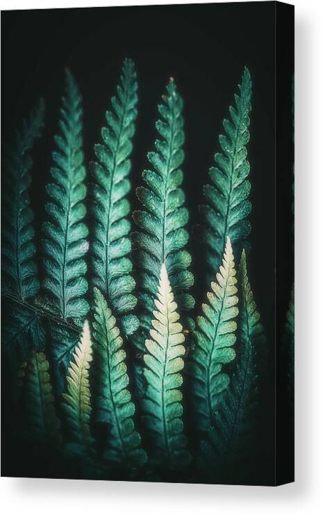 Fern Canvas Print featuring the photograph Fern #14 by Philippe Sainte-Laudy