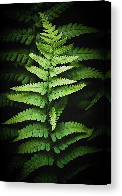 Fern Canvas Print featuring the photograph Ferns # 23 by Philippe Sainte-Laudy