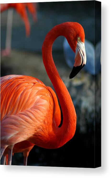 One Animal Canvas Print featuring the photograph Flamingo by Thepalmer