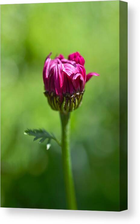 Flower Canvas Print featuring the photograph Fleur I by Shannon Kelly