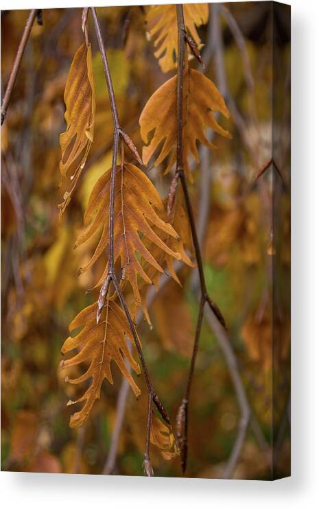 Flextension Canvas Print featuring the photograph Flextension - Ragged Jagged Fall Leafs Flexing in the Wind by Georgia Mizuleva