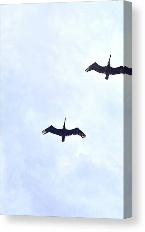 Aggressively Canvas Print featuring the photograph Flight by JAMART Photography