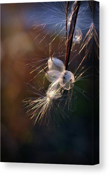 Milkweed Canvas Print featuring the photograph Flight by Michelle Wermuth