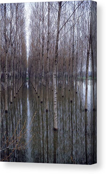 Forest Canvas Print featuring the photograph Flooded Forest by Walter Sanders