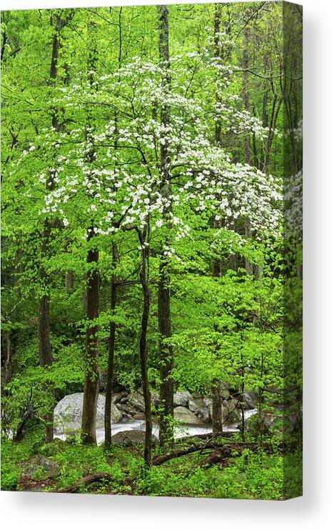 Scenics Canvas Print featuring the photograph Flowering Dogwood Tree by Kencanning